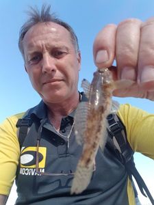 Giant Goby