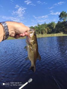 Largemouth Bass