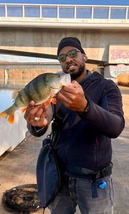 European Perch