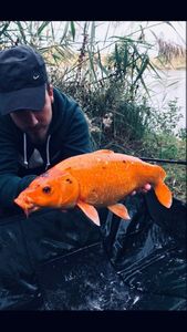 Koï Fish