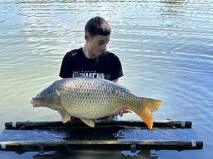 Common Carp
