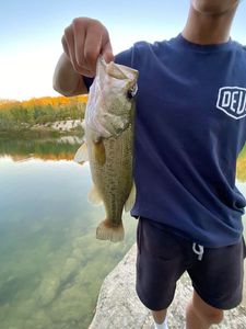 Largemouth Bass