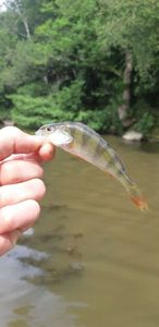 European Perch