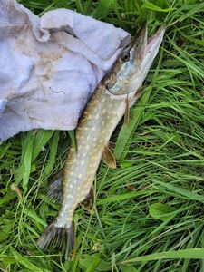 Northern Pike