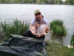 Common Carp