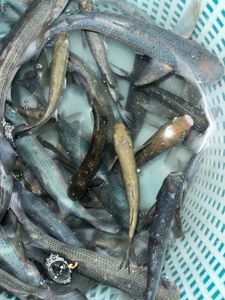 Thinlip grey mullet