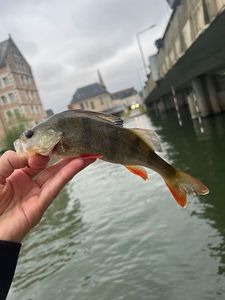 European Perch