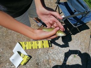 Tench