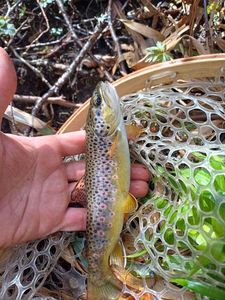 Brown Trout