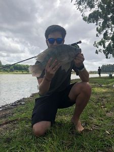 Tilapia