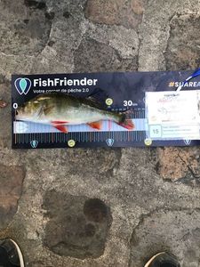 European Perch