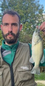 Largemouth Bass