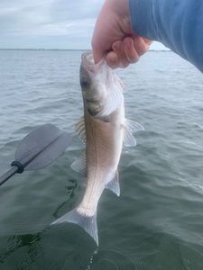 European Bass (Seabass)