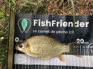 Crucian Carp