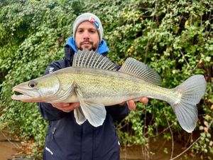 Zander