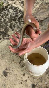 European Eel (Common Eel)