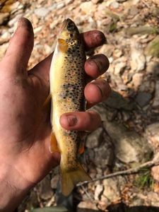 Brown Trout