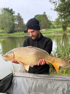 Common Carp