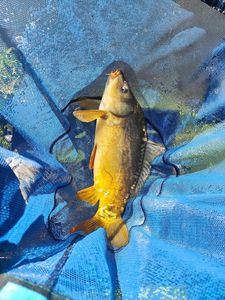 Mirror Carp