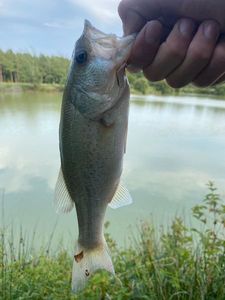 Largemouth Bass