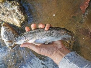 Rainbow Trout