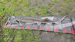 Sturgeon