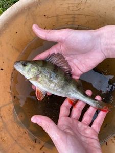 European Perch