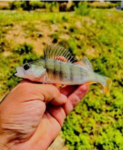 European Perch