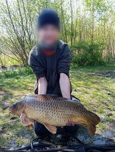 Common Carp