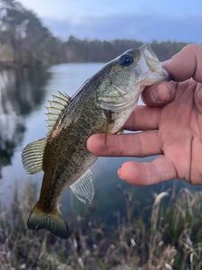 Largemouth Bass