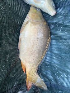 Mirror Carp