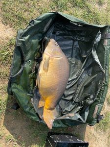 Mirror Carp