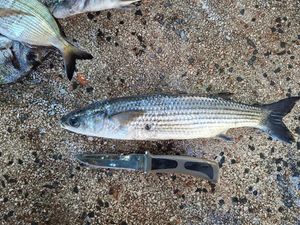 Golden grey mullet