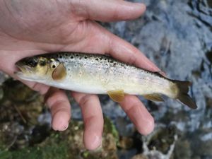 Brown Trout
