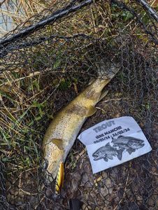 Brown Trout