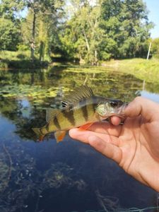 European Perch