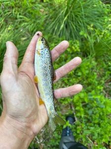 Brown Trout