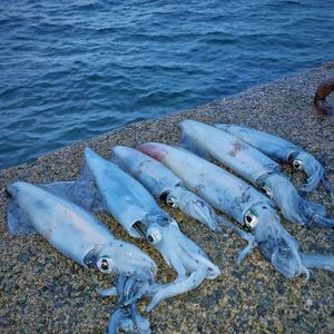 European Squid