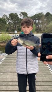 Largemouth Bass