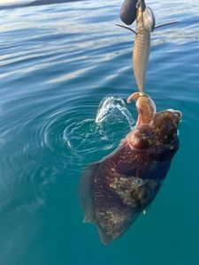 Common Cuttlefish