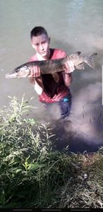 Northern Pike