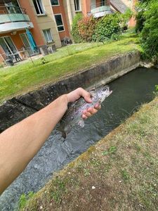 Rainbow Trout