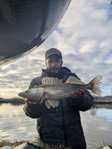 Zander