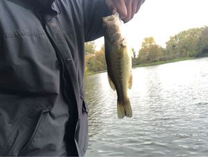 Largemouth Bass