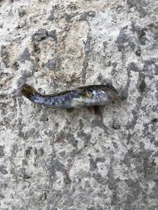 Round Goby