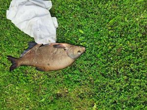 Common Carp