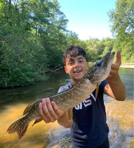 Northern Pike