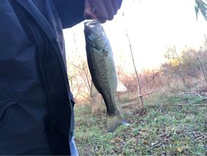 Largemouth Bass
