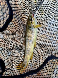 Brown Trout
