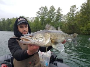 Zander